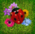 Windows 8 Minesweeper flowers with ladybirds